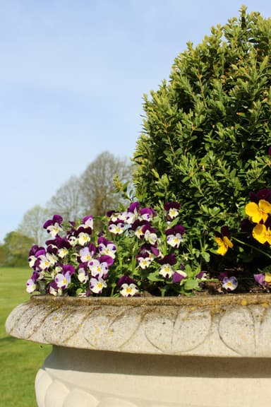 Flowers in the grounds of Luton Hoo