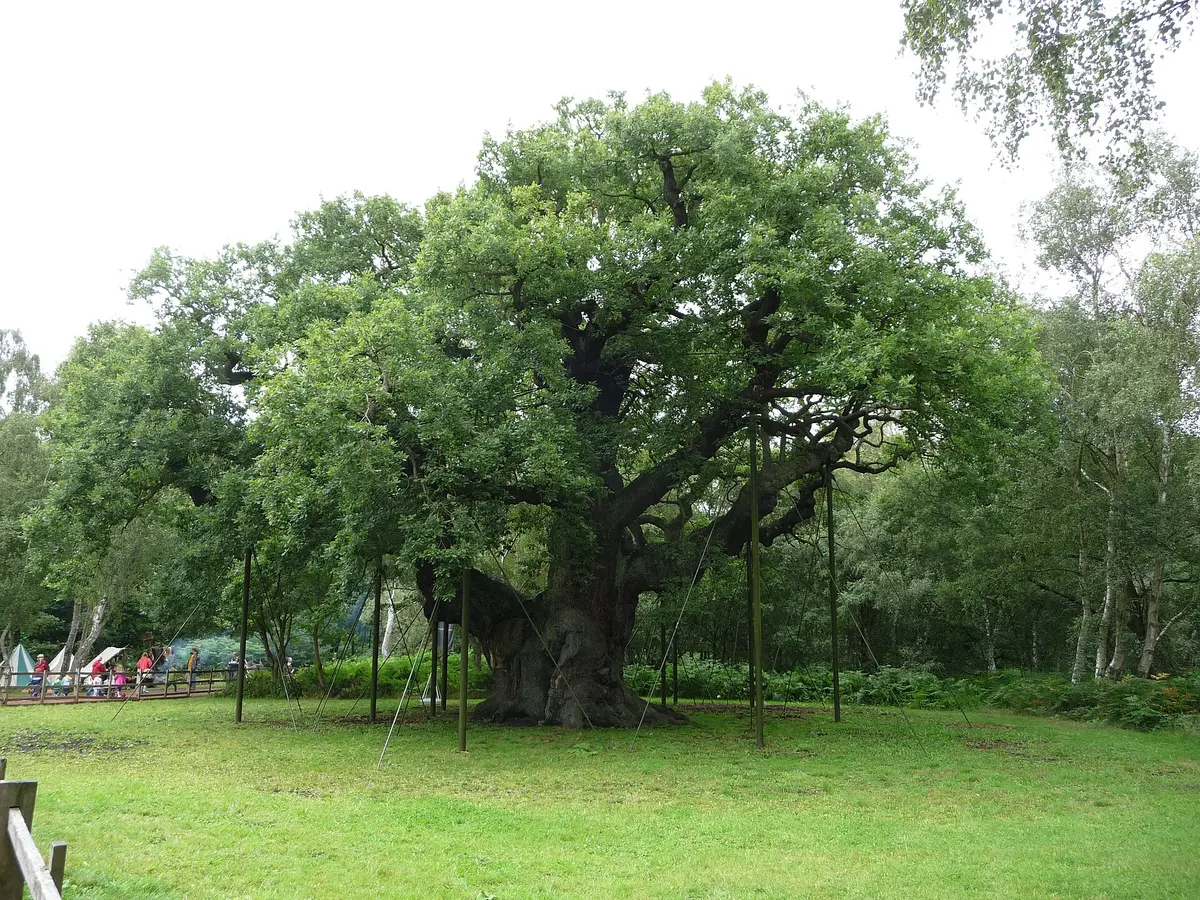 The Major Oak in Sherwood Forest